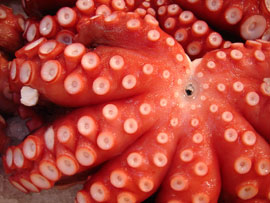 Octopus by giselaroyo